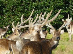 cerfs de Java P1770055