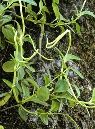 Peperomia sp .piperaceae .P1760872