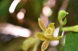 Phaius tetragonus - EPIDENDROIDEAE - Indigène Réunion - MAB_7141
