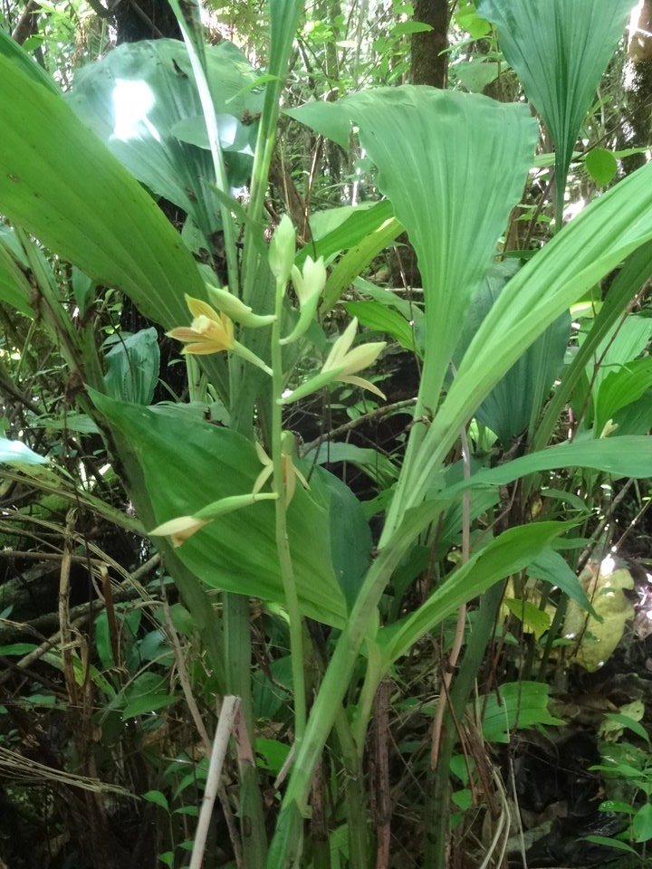 Phaius tetragonus - EPIDENDROIDEAE - Indigène Réunion - DSC00981
