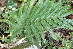 Pteris scabra - PTERIDACEAE - Indigène Réunion