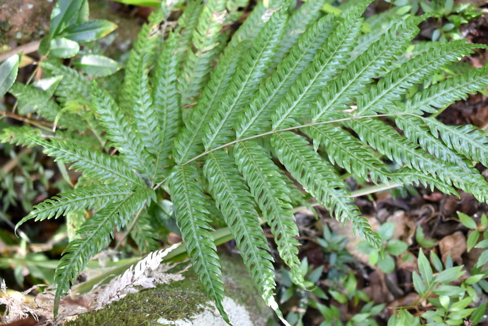 Pteris scabra - PTERIDACEAE - Indigène Réunion