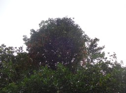06 1 Syzygium Bois de pomme DSC08854