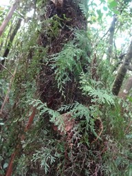 16 Hymenophyllum DSC08898