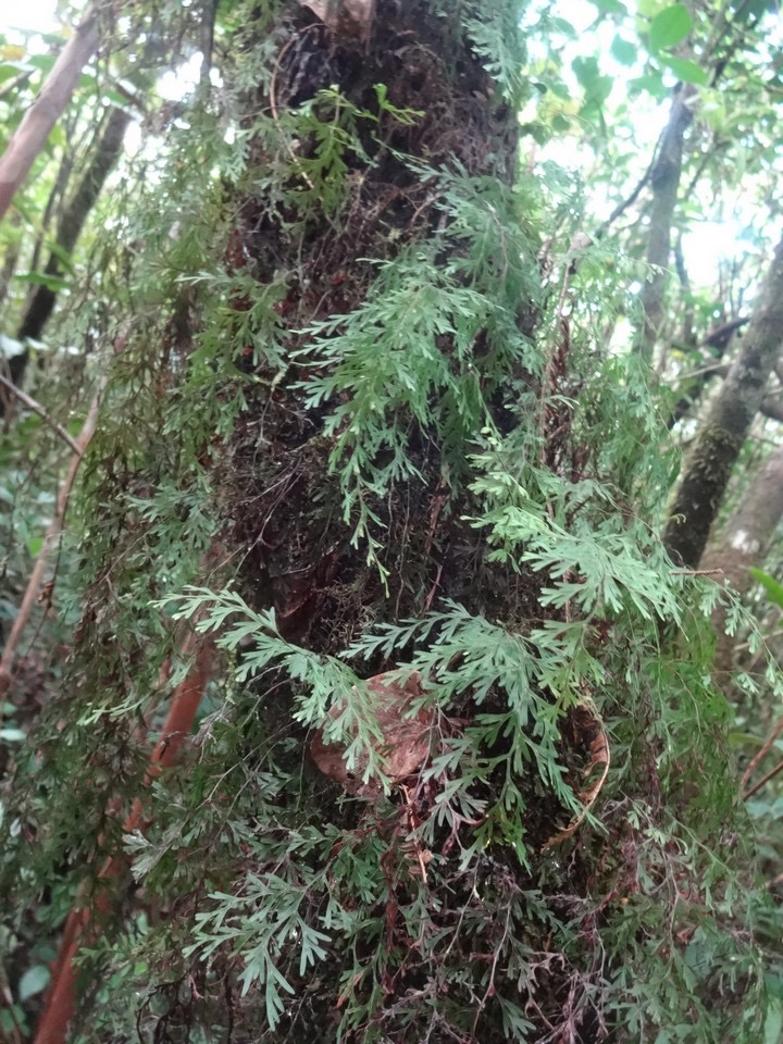 16 Hymenophyllum DSC08898