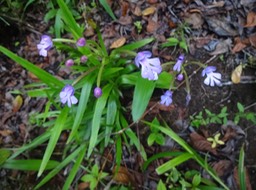 63 Cynorchis DSC08921