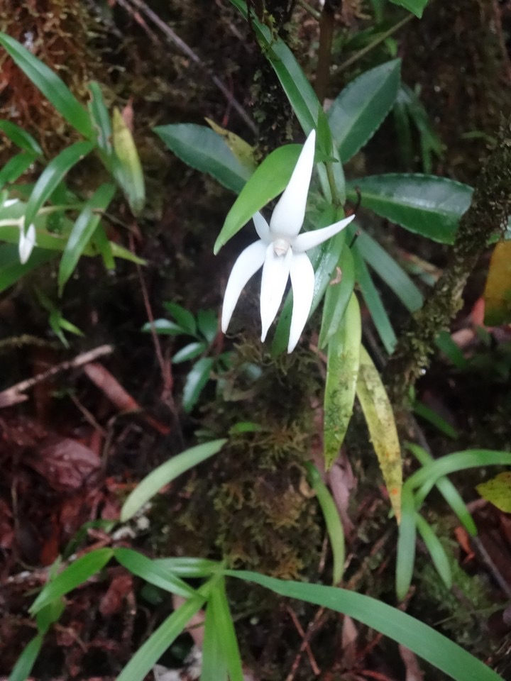 65 3 angraecum mauritiana DSC08916