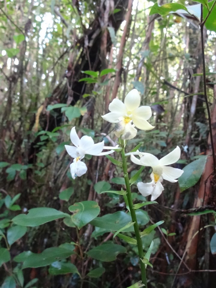 67 Calanthe DSC08939