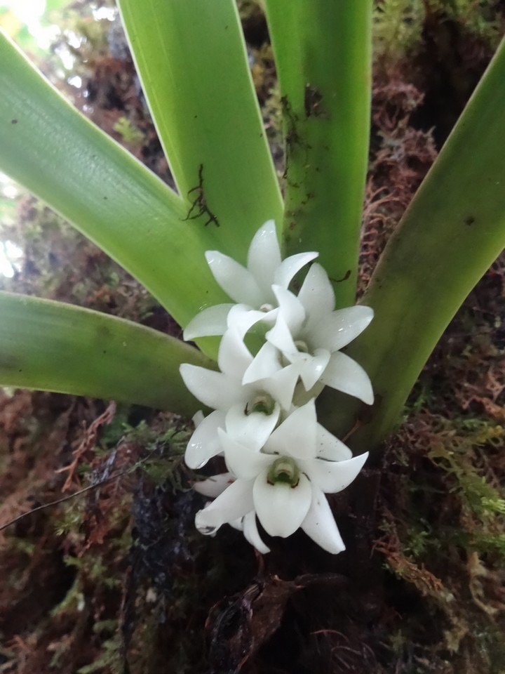 69 1 Angraecum striatum  DSC09003