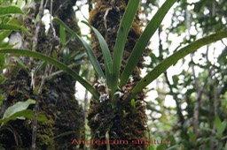 Angreacum striatum