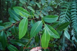 Bois de banane-2