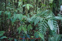 Bois de banane-3