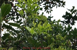 Bois de gaulette - Doratoxylon apetalum - Sapindacée - I