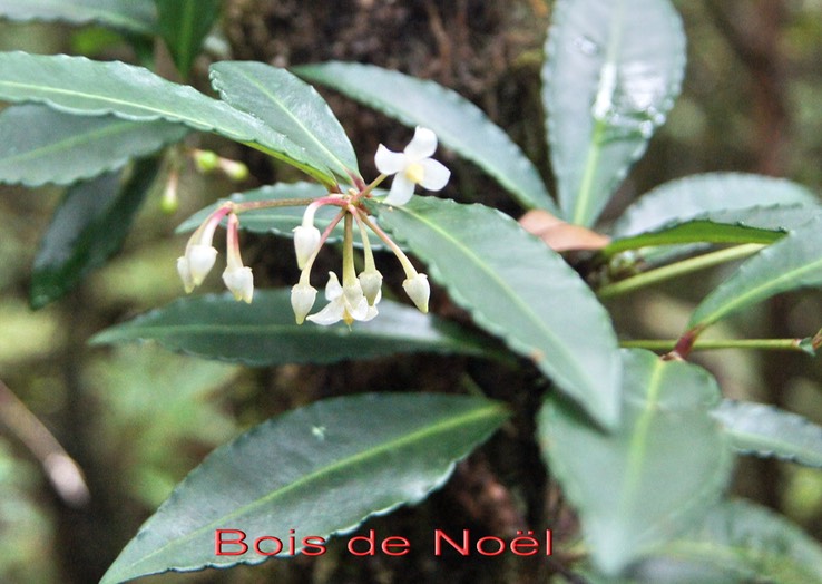 Bois de Noël - Ardisia crenata - Primulacée - exo