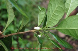 Bois de Quivi - Turraea cadetii - Méliacée - B