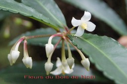 Bois Noël- Fleurs