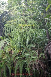 Dicranopteris et  Sticherus
