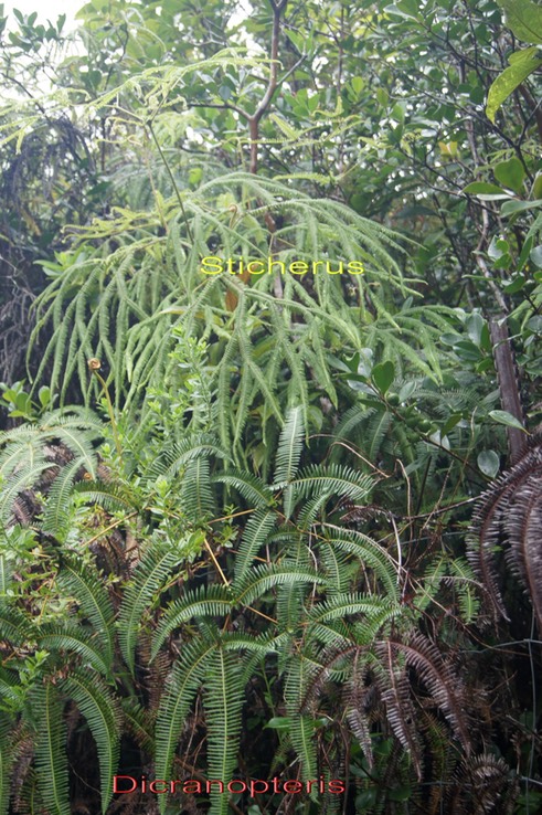Dicranopteris et  Sticherus