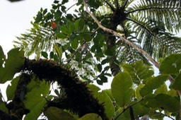 Forêt Diana Dea