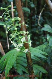 Habenaria sigillum