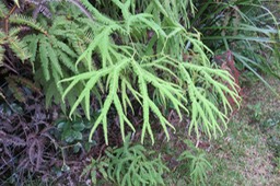 IMG_1515
