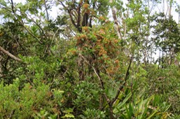 IMG_1528