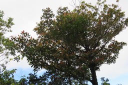 IMG_1530