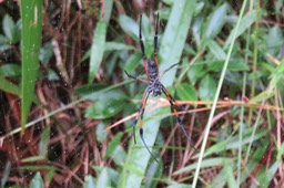 IMG_1596