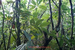 Mafatambois Cnestis glabra -Connaracée   - I