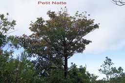 Petit Natte -