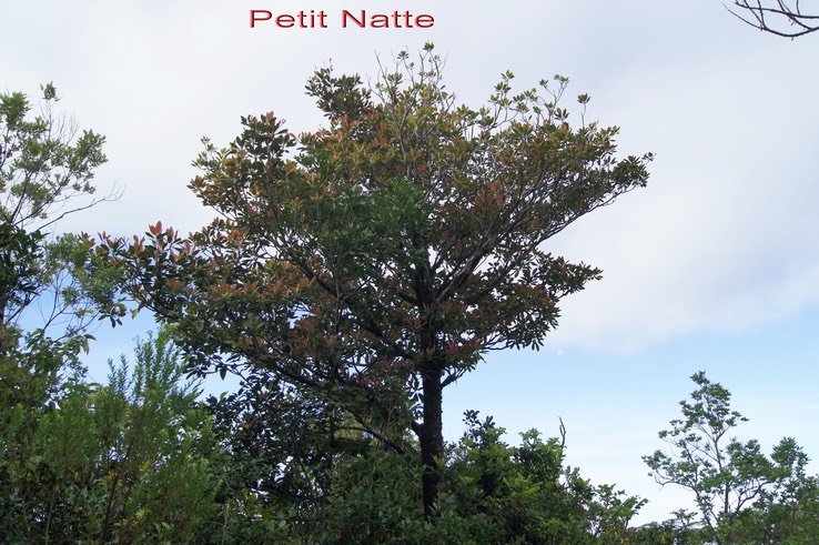 Petit Natte -