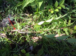 1 ??? Sida acuta - Herbe dure - Malvaceae - exo.