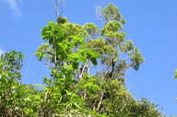11 Mussaenda landia Poir. var. holosericea (Sm.) Verdc. - Quinquina pays  -