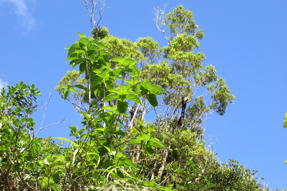 11 Mussaenda landia Poir. var. holosericea (Sm.) Verdc. - Quinquina pays  -