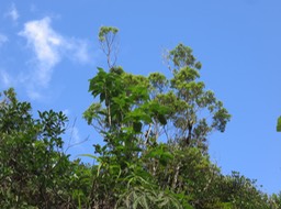 13 Mussaenda landia Poir. var. holosericea (Sm.) Verdc. - Quinquina pays  -