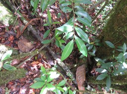 18 Xylopia richardii - Bois de banane - Annonacée - B