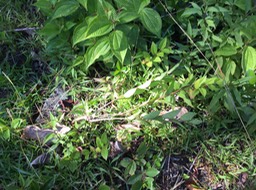 2 Sida acuta - Herbe dure - Malvaceae - exo.
