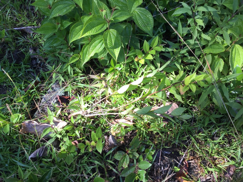 2 Sida acuta - Herbe dure - Malvaceae - exo.