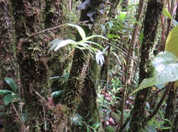 22 Calanthe sylvatica - ORCHIDACEAE-I