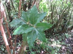 30 Ocotea obtusata - Bois de cannelle marron - Lauracée - I