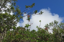 4 Mussaenda landia Poir. var. holosericea (Sm.) Verdc. - Quinquina pays  -