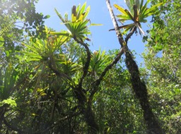 41 Pandanus purpurascens - Vacoa des hauts - Pandanaceae - Mascar. (B)