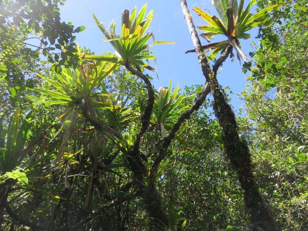 41 Pandanus purpurascens - Vacoa des hauts - Pandanaceae - Mascar. (B)