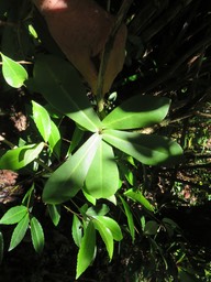 45 Badula grammisticta - Bois de savon -  B