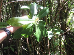 46 Badula grammisticta - Bois de savon -  B