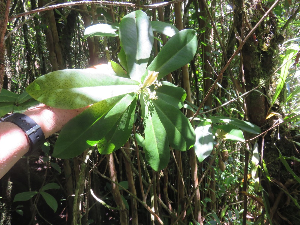 46 Badula grammisticta - Bois de savon -  B