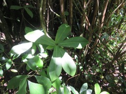 47 Badula grammisticta - Bois de savon -  B