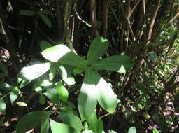 48 Badula grammisticta - Bois de savon -  B