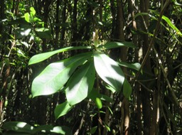 49 Badula grammisticta - Bois de savon -  B