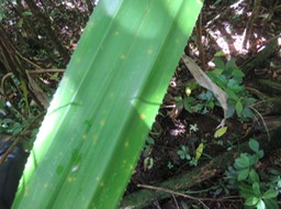 52 Pandanus purpurascens - Vacoa des hauts - Pandanaceae - Mascar. (B)
